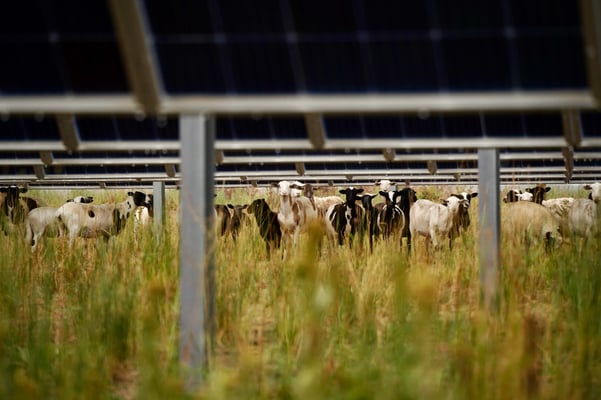 Photo of a solar farm with grazing sheep grazing under the solar panels