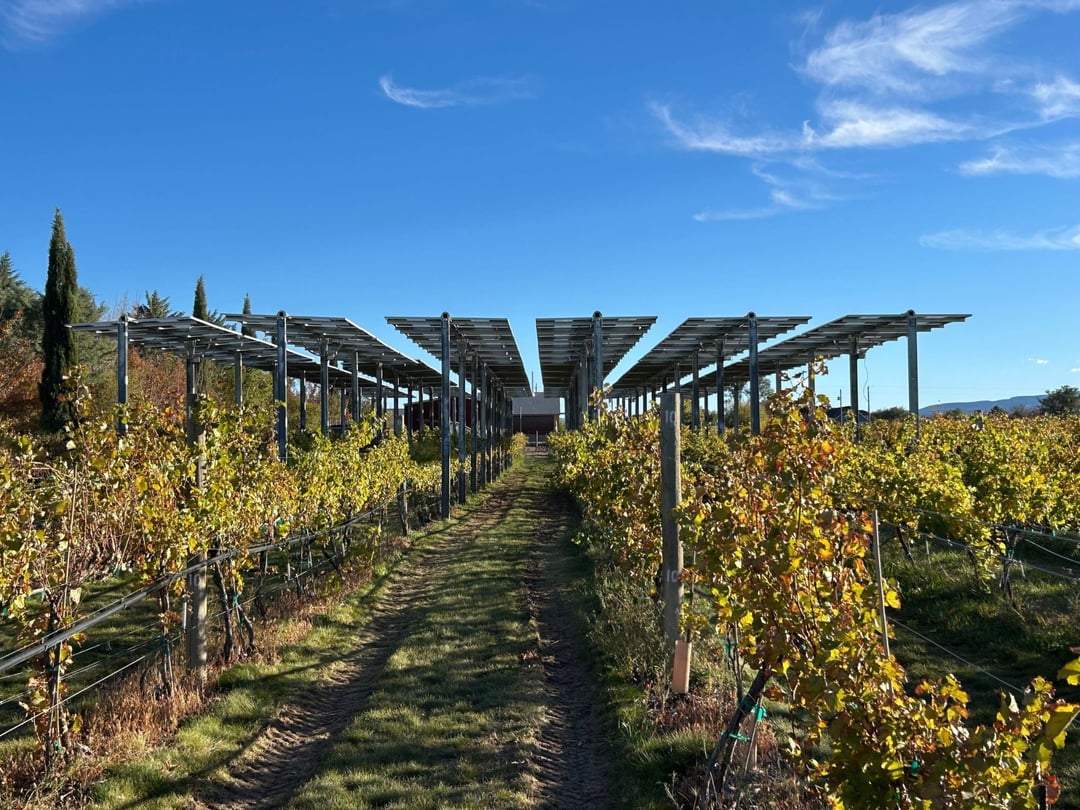 View down a grassy row between grapevines at CSU’s WCRC Orchard Mesa campus in Grand Junction, Colorado, with solar panels mounted overhead on metal frames under a clear blue sky.