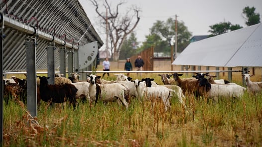 A flock of sheep grazes on dry grass beneath rows of solar panels at a solar farm in Colorado, with a few people standing in the background near a wooden fence and trees.