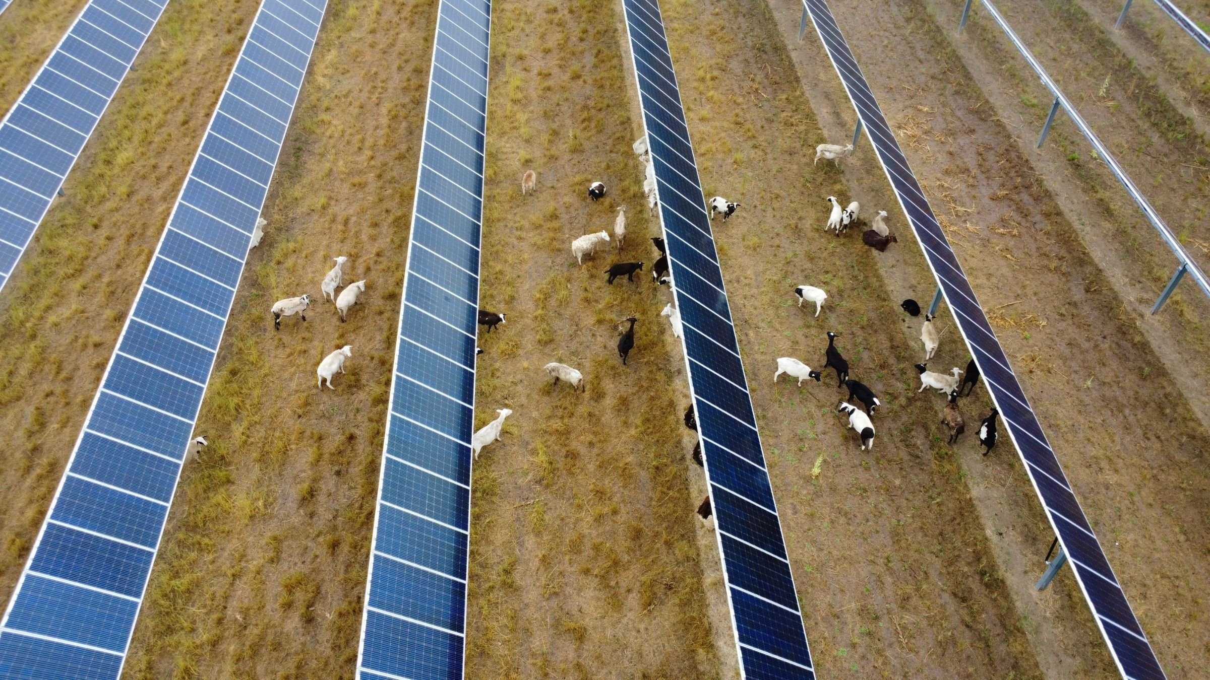 Aerial view of sheep grazing between rows of solar panels at a solar farm.