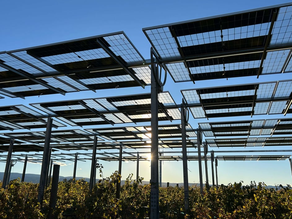 Close-up view of solar panels mounted on tall metal frames above rows of crops at CSU’s WCRC Orchard Mesa campus in Grand Junction, Colorado, with sunlight shining through the panels against a clear blue sky.