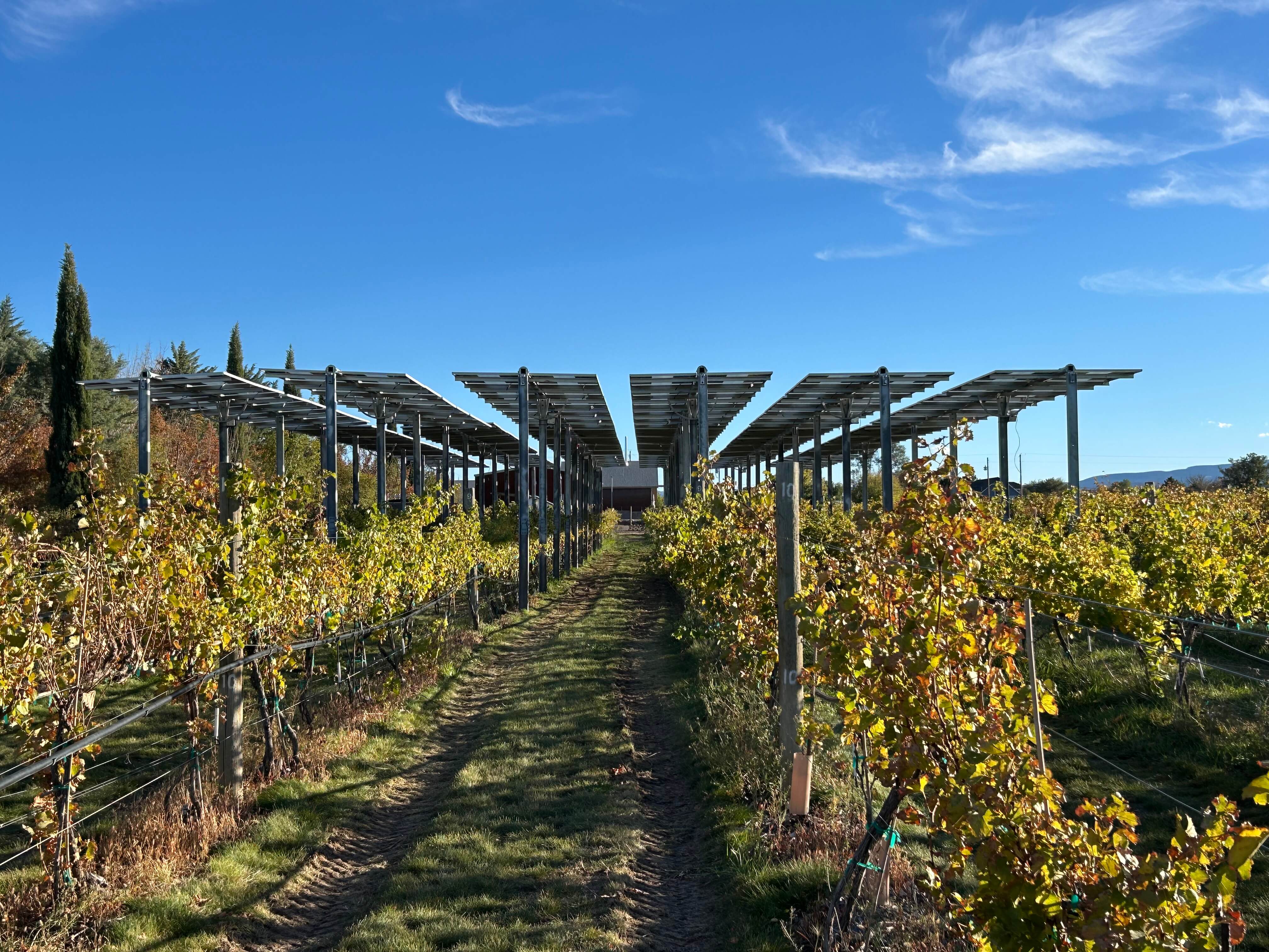 View down a grassy row between grapevines at CSU’s WCRC Orchard Mesa campus in Grand Junction, Colorado, with solar panels mounted overhead on metal frames under a clear blue sky.