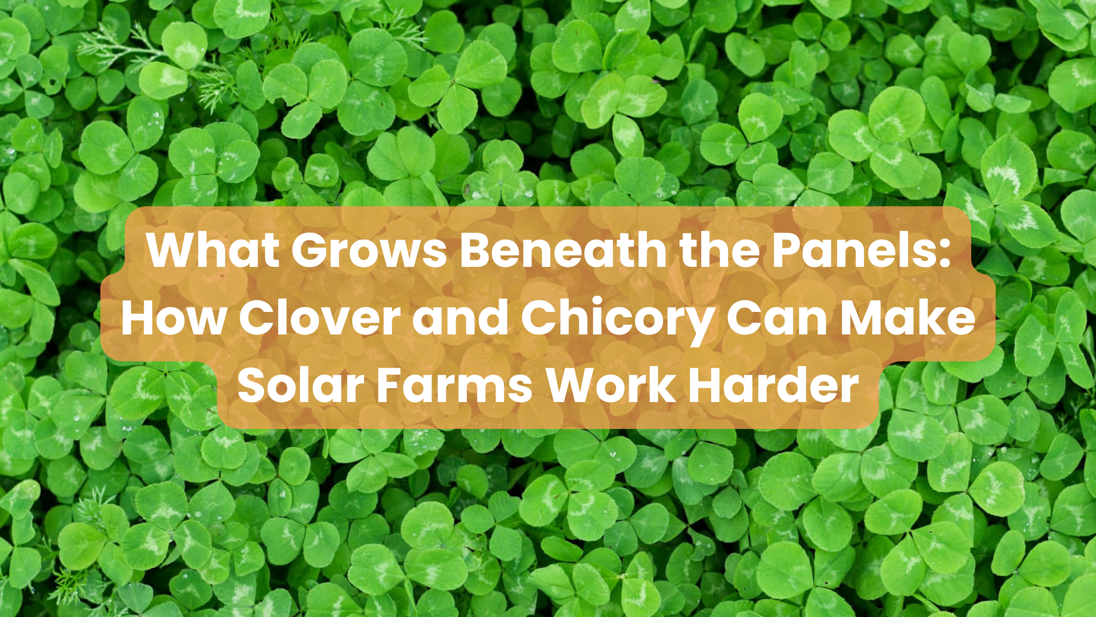 What Grows Beneath the Panels: How Clover and Chicory Can Make Solar Farms Work Harder
